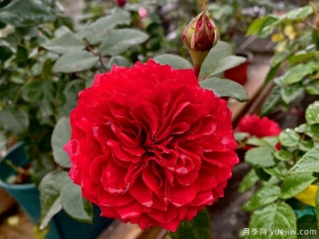 甘肃甘谷月季产业绽放美丽经济