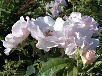 玛丽路易斯德莱文月季