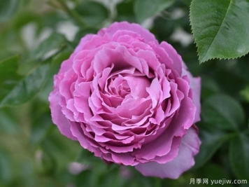 亚历山德拉大卫尼尔月季