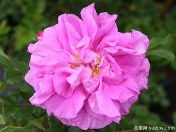 波尚安德利西亚月季