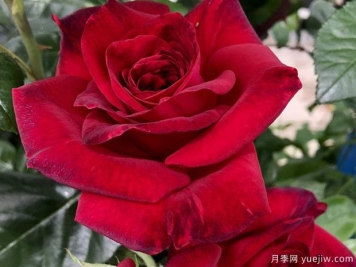 绅士花月季/玫瑰先生