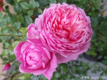 百丽公园月季/啦贝啦月季