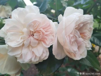 阿里阿德涅月季/阿丽雅德妮