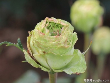 神秘清新脱俗超仙，推荐6种绿色月季品种