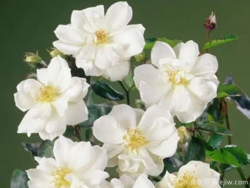 月光月季(白色)