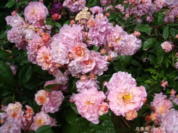 科内莉亚月季/科尼丽娅月季