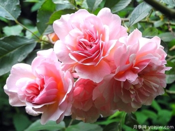 菲丽西娅月季/弗利西亚月季