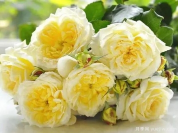 蒂萨内月季/草药茶月季