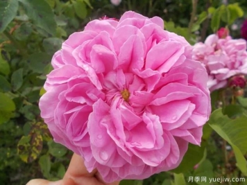 卷心菜玫瑰月季