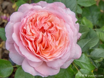 拉封丹月季/枫丹月季