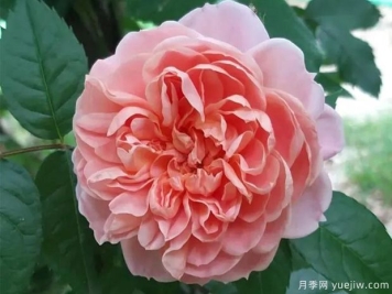 柯莱特月季/科莱特