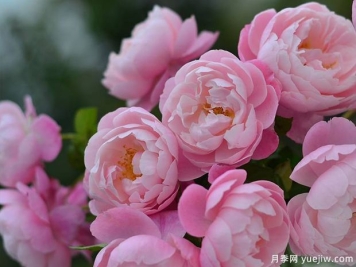 瓶插切花月季该如何选择？让玫瑰满屋飘香