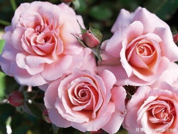 波提雪莉月季，这个丰花月季怎么样