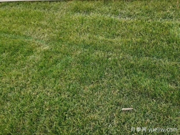 草坪发黄的原因和补救措施