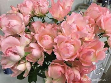 粉色露娜月季