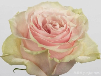 粉色蒙代尔月季/粉色梦迪尔