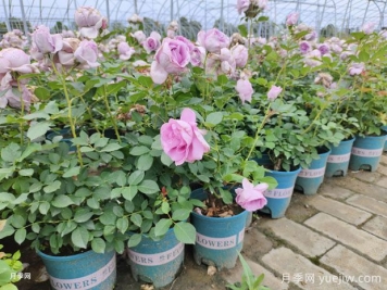 秋季养月季花，禁用4种肥料，这是“夺命肥”