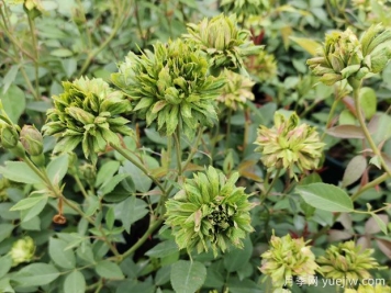 月季新叶子打卷怎么办？原因和解决办法