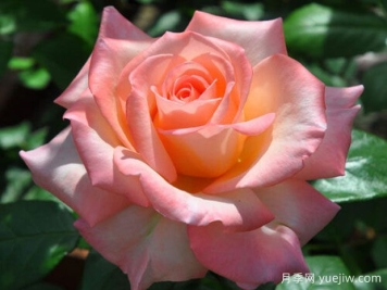 伊哈托夫之风月季/天堂之风