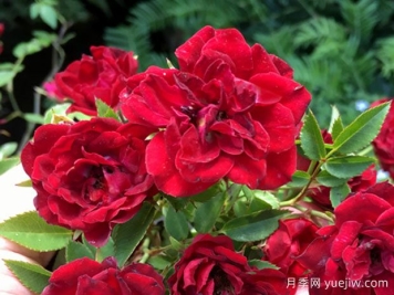红色瀑布月季/泰国小妹