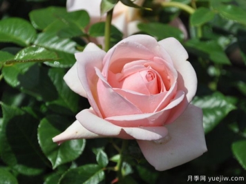 阿芙罗狄蒂月季