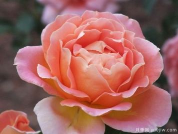 阿尔卑斯山日落月季