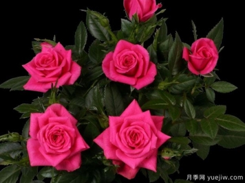 热吻柯德娜月季/热吻科德娜