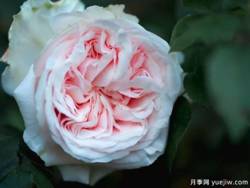 藤本马美逊的纪念月季