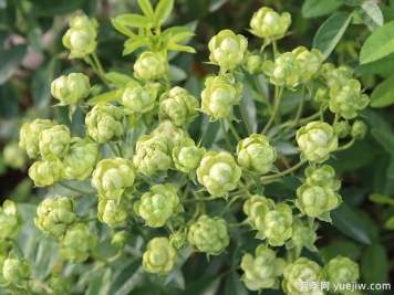 被称为月季中的Zui佳配角，闪电月季