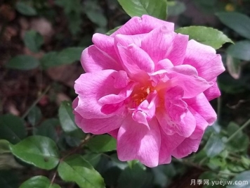 世界古老月季荣誉殿堂，12个老月季名人堂品种大全