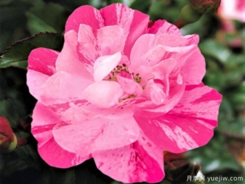 粉色飞溅地毯月季Flower Carpet Pink Splash