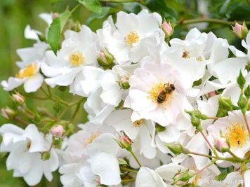 苹果花地毯月季Flower Carpet Apple Blossom