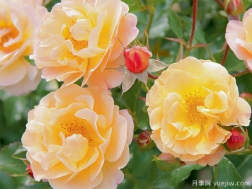 琥珀地毯月季/赛达纳地毯