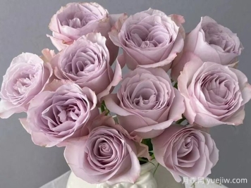 科塞特月季/珂赛特月季