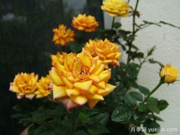 桑巴舞柯德娜月季/桑巴舞科德娜