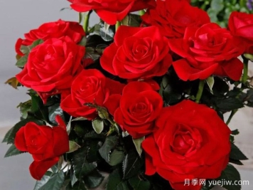 红色梅赛德斯柯德娜月季