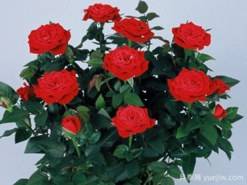 艾莫尔柯德娜月季