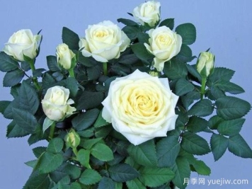 珍珠柯德娜月季/珍珠科德娜