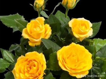 海星柯德娜月季/海星科德娜