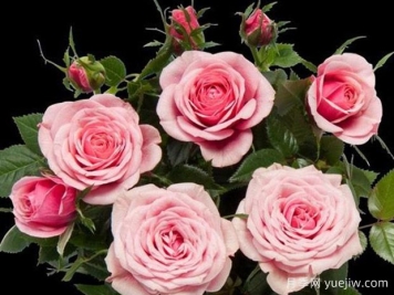 西维亚柯德娜月季/西维亚科德娜