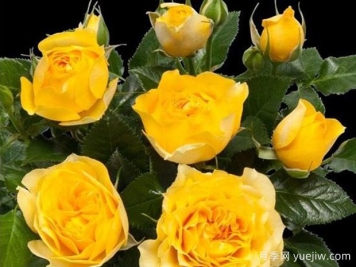 飓风柯德娜月季/飓风柯德娜