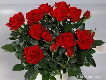 勇敢柯德娜月季/勇士科德娜