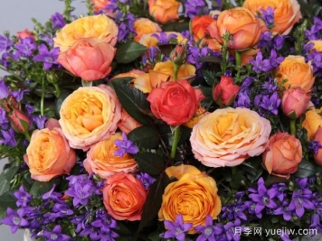 火鸟柯德娜月季