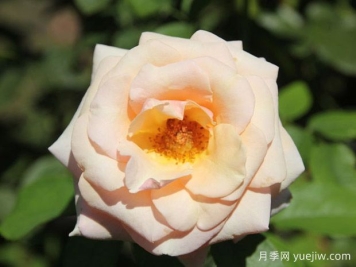 保罗里卡德月季