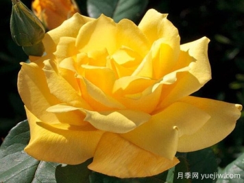 太平洋日落月季