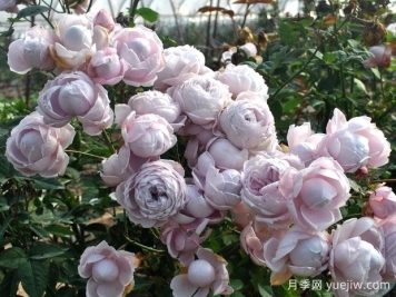 罗斯丽娜月季/罗斯琳