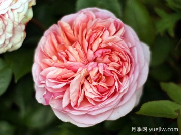 康沃尔公爵夫人月季