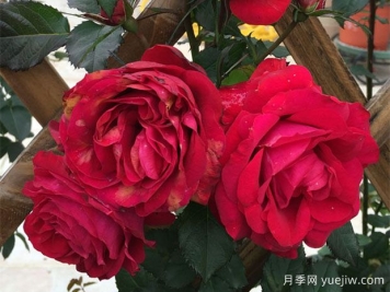 月蚀王阳台月季Eclipse King Terrazza