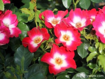 口红月季/洛基月季