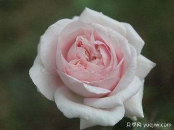 伊芙芳香喷泉月季/伊芙封丹